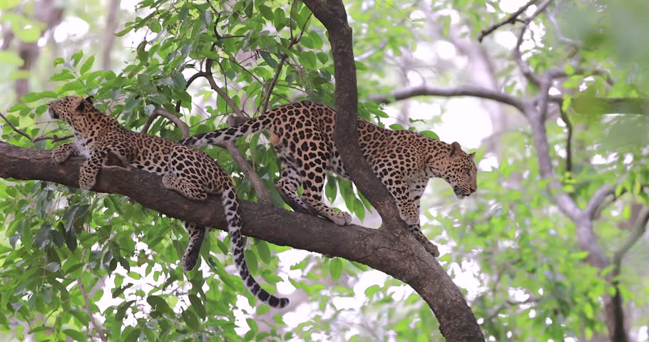 Video of 2 leopards in tree.  