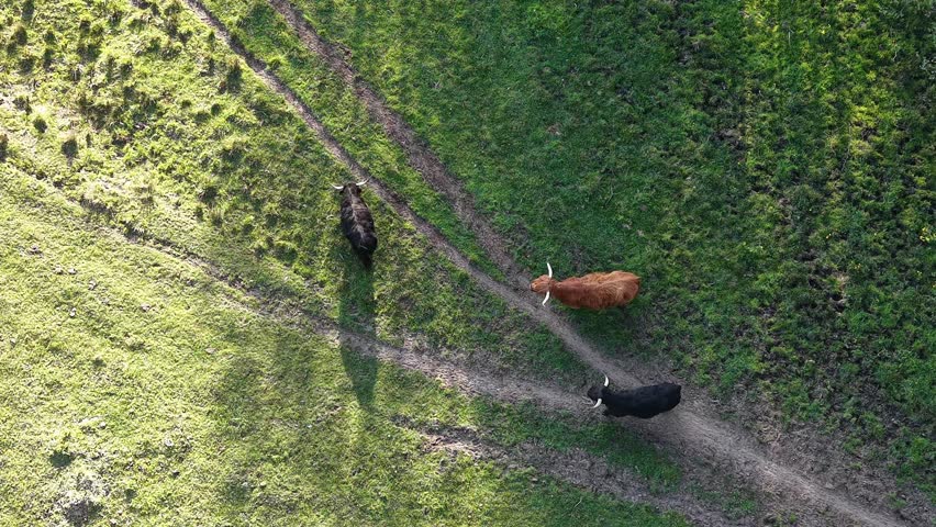 Pasture landscape with livestock and copy space