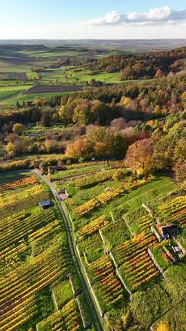 Aerial view of terraced autumn vineyards with yellow leaves on a rolling hillside near Wendelsheim in Rottenburg, Baden-Wurttemberg, Germany.