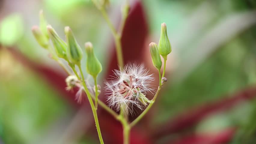 Detailed macro footage of wild flower seed pod with soft hairy seeds growing in a tropical garden. Natural green background with shallow depth of field.