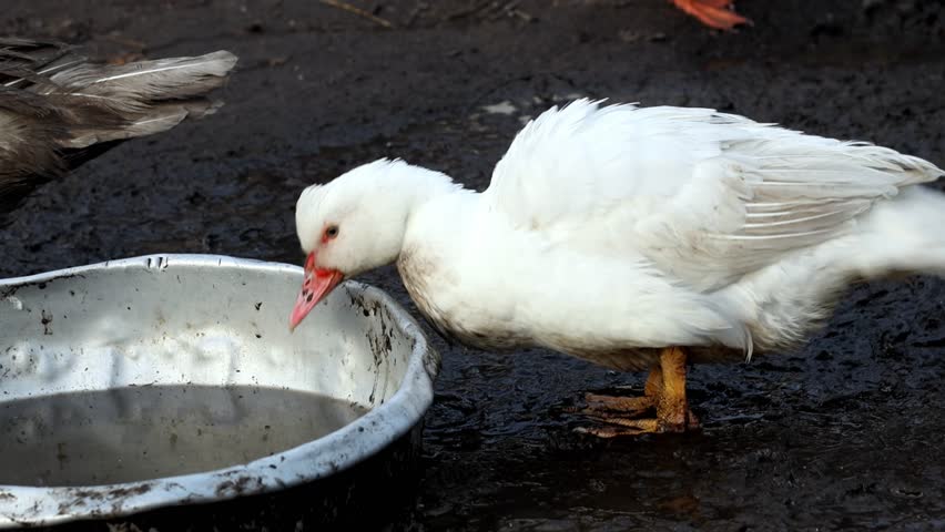 Duck drinking water from metal bowl and shaking feathers. Close up of white muscovy duck drinking outside on muddy ground, poultry farming, livestock breeding and rural lifestyle concept.