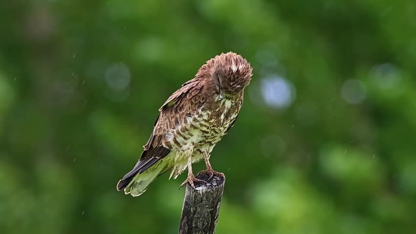 Majestic brown bird of prey with striking yellow eyes perched on a wooden post against a beautiful blurred green bokeh background in its natural habitat