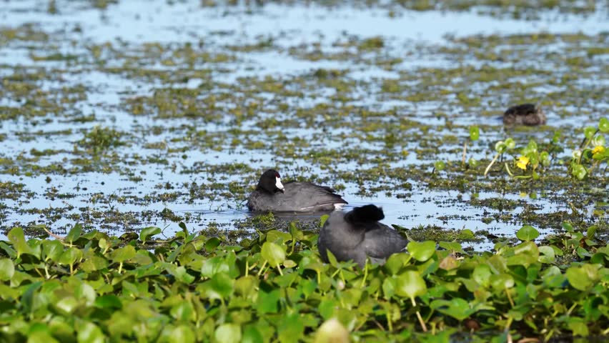American Coots (Fulica americana) in natural wetland habitat captured in stunning 4K resolution wildlife footage.