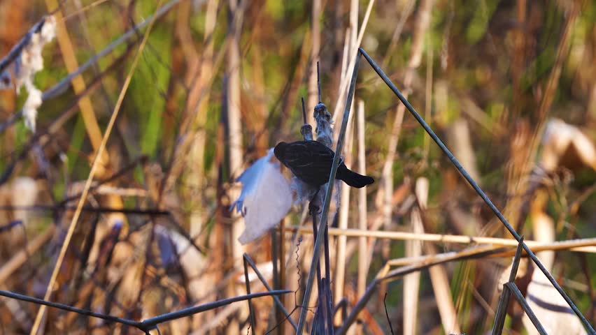 Close-up footage of a female red-winged blackbird in its natural habitat, showcasing subtle plumage patterns, natural perching behavior, and detailed feather textures in stunning 4K resolution.