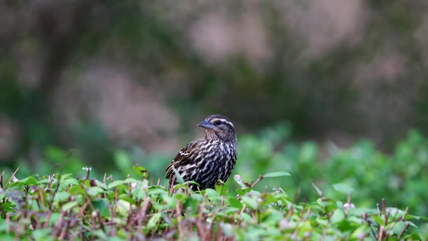 Close-up footage of a female red-winged blackbird in its natural habitat, showcasing subtle plumage patterns, natural behavior, and detailed feather textures in stunning 4K resolution.