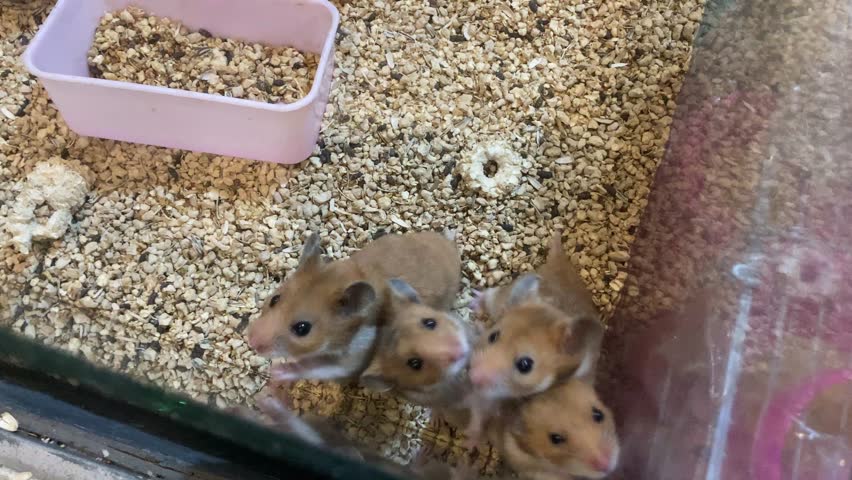 A delightful high-angle stock video clip featuring four cute golden Syrian hamsters gathering curiously at the front corner of their glass terrarium. The adorable little rodents look directly up toward the camera with twitching noses and bright eyes, standing on fresh wood shavings bedding. This charming pet behavior footage is an excellent choice for veterinary clinic displays, pet shop social media videos, animal care vlogs, and endearing wildlife content.