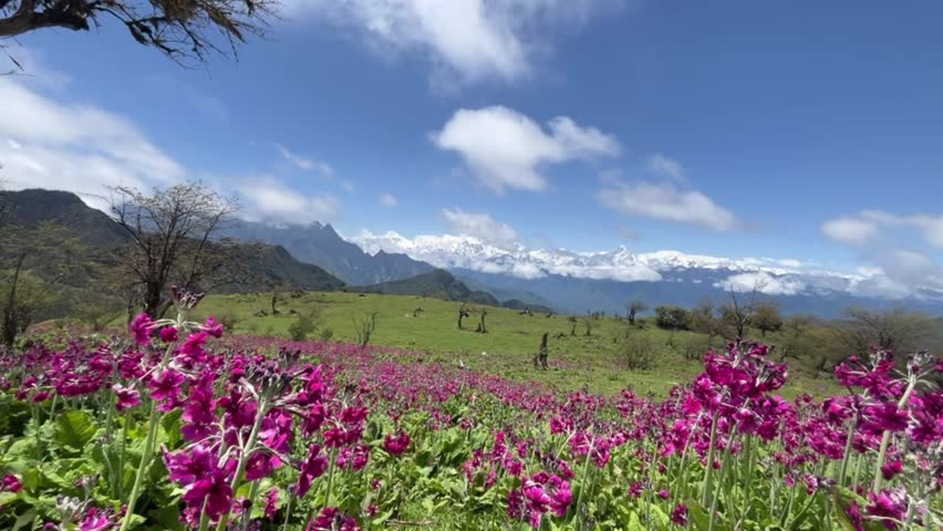 A breathtaking natural landscape shows a vibrant field of purple wildflowers blooming across green meadows. Majestic snow-capped Tianshan Mountains rise in the background under a clear blue sky with