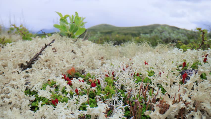 Moving over reindeer lichen and red plants on tundra with hills.