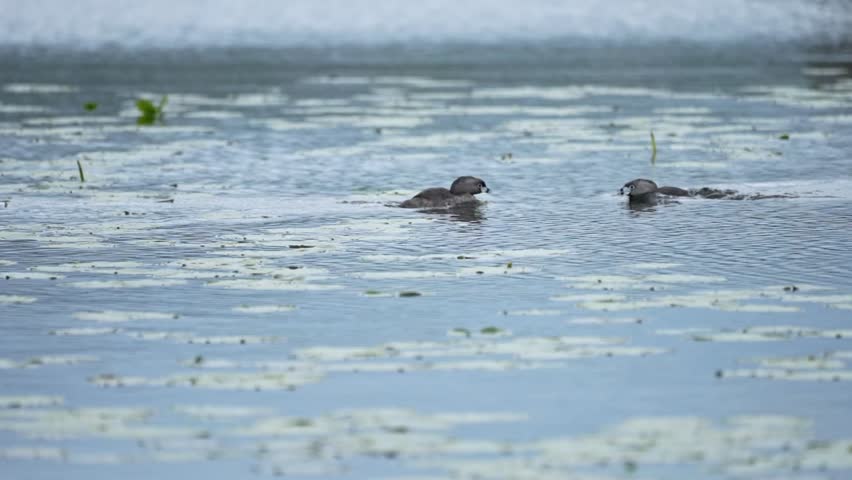 Slow-motion wildlife video of two pied-billed grebes interacting on a freshwater wetland among lily pads. The birds approach one another, briefly swim together, and then separate in opposite directions. One grebe begins preening after the encounter. The clip captures social interaction, swimming behaviour, and grooming activity in a calm aquatic habitat. No audio.