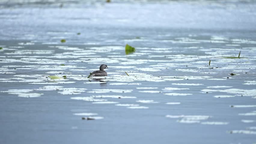 Wildlife video of a pied-billed grebe floating on calm blue water among lily pads in a freshwater wetland. The bird performs extended grooming behaviour, scratching its head with its foot and preening beneath its wing before slowly drifting through the aquatic vegetation. The clip captures natural maintenance behaviour and the tranquil atmosphere of a wetland habitat. No audio.