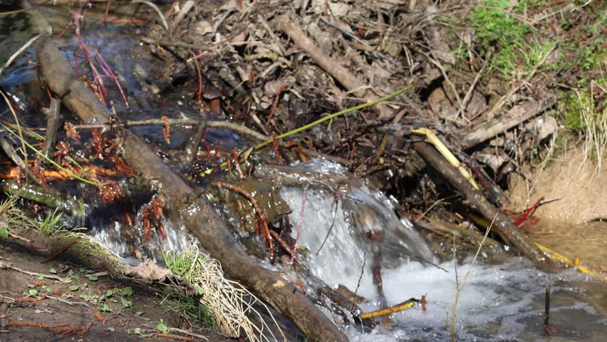 A creek flowing over a beaver dam