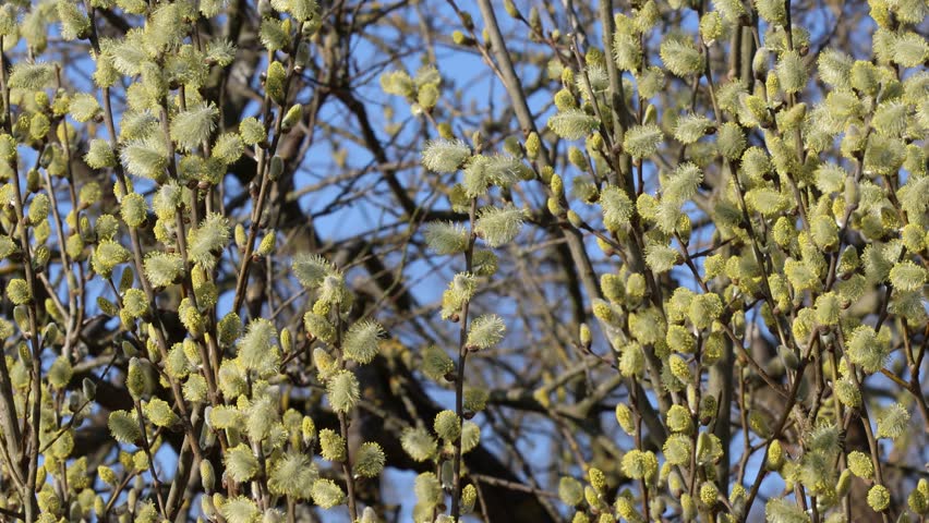 A blooming willow on a sunny spring day