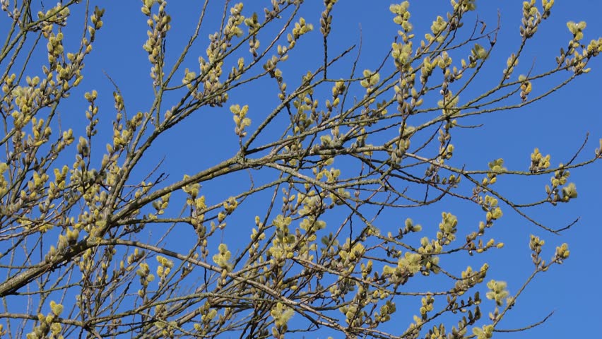 A blooming willow on a sunny spring day