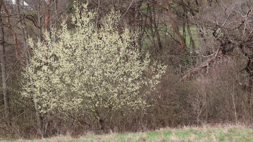 A blooming willow tree on a wind day