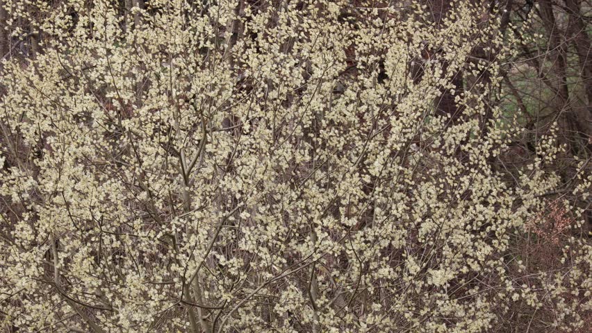 A blooming willow tree on a wind day