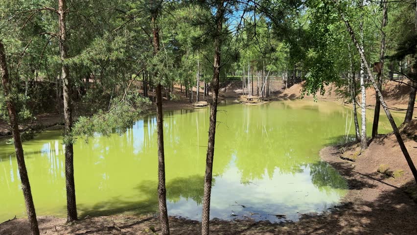 Pond with green algae in pine forest reflecting trees, summer nature landscape and water scene in forest.