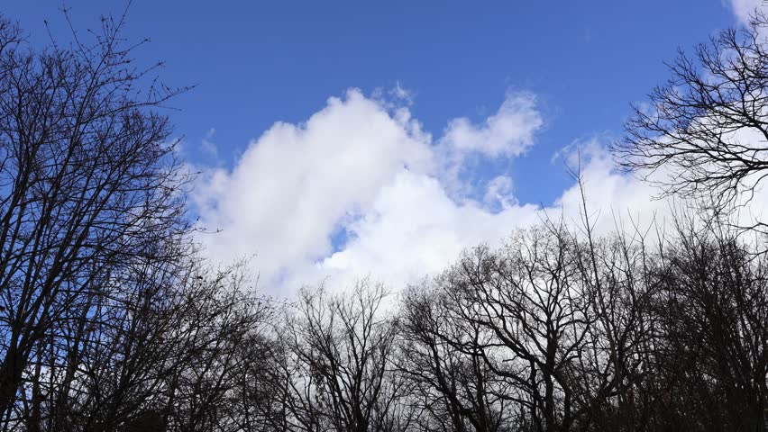 A blue and white sky over leafless trees