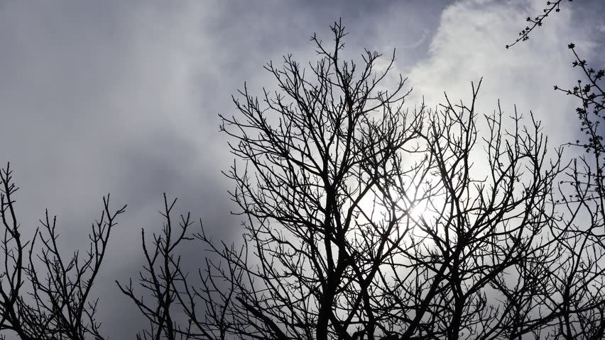 A clouddrift and sun behind leafless trees