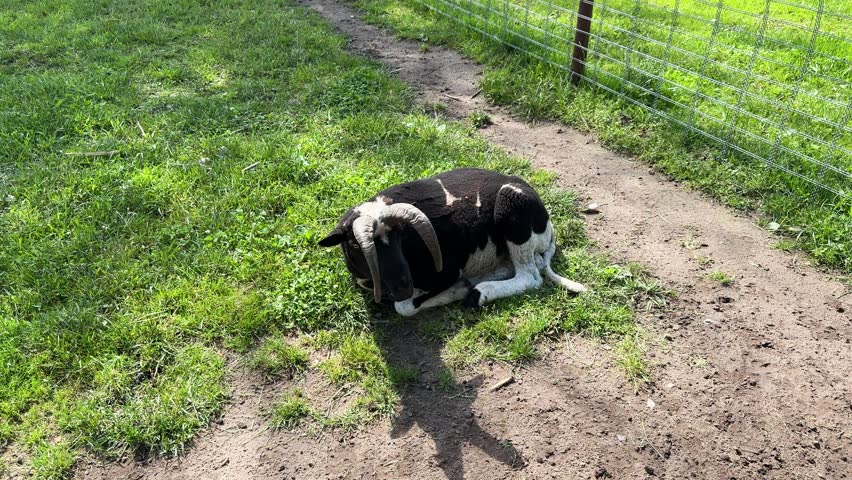 Black and white horned ram resting on green grass in farm enclosure, portrait of domestic sheep in sunny outdoor zoo.