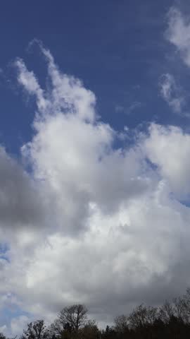 A cloud drift over leafless forest trees