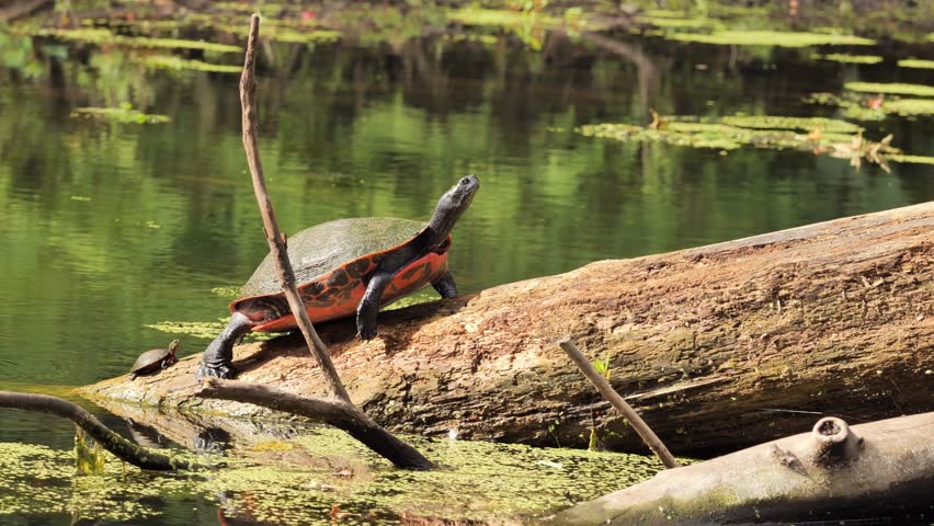 A painted turtle (Chrysemys picta) rests on a dead tree in a pond.