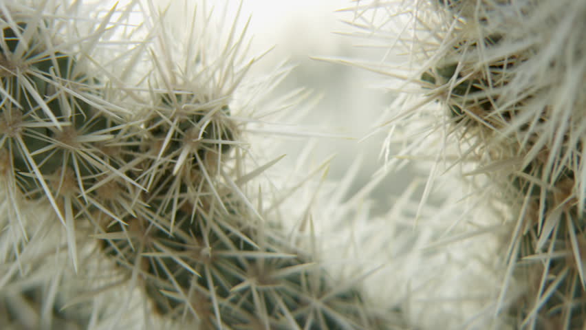 Cactus grows in Joshua Tree Desert under clear sky during bright daylight