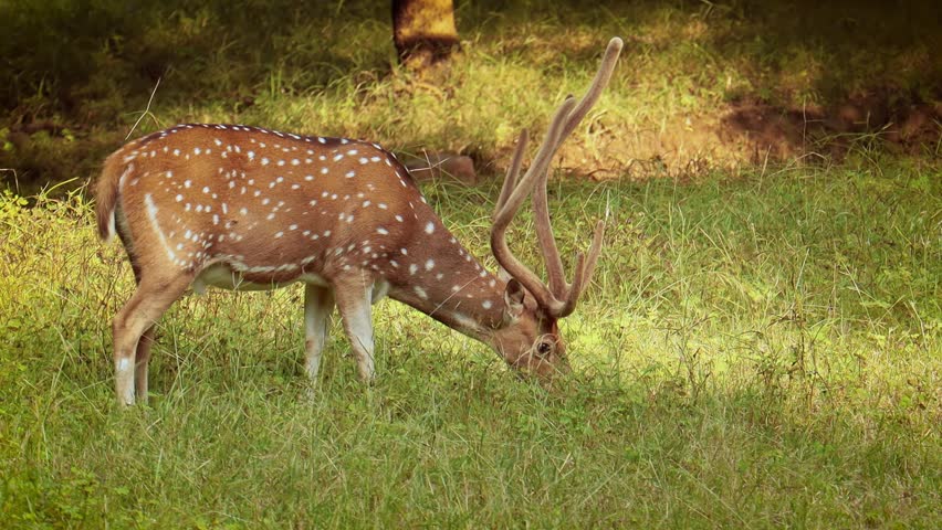 Wild spotted deer with large antlers grazing in green forest.