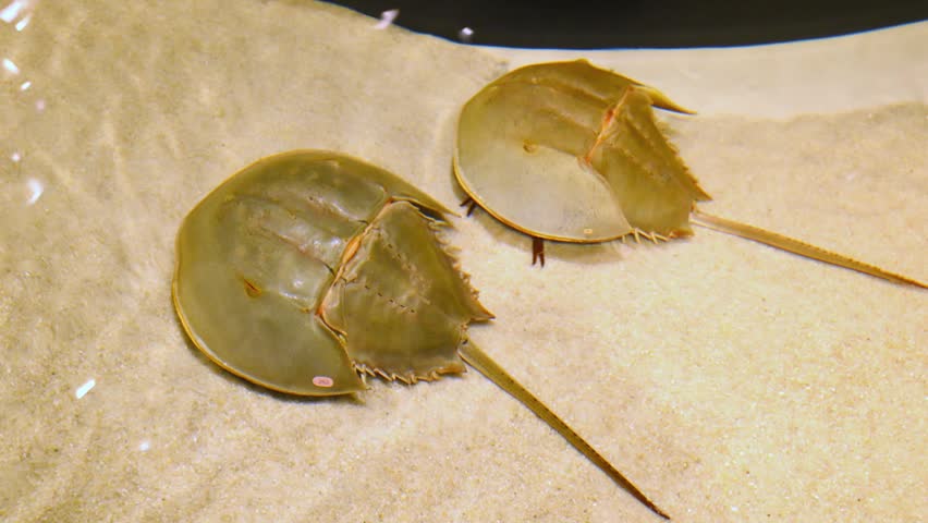 These are Atlantic horseshoe crabs (Limulus polyphemus), which are closely related to spiders and scorpions rather than true crabs. Their bodies consist of a large, horseshoe-shaped head (prosoma), a smaller abdominal section (opisthosoma), and a long, spiny tail used for digging and turning themselves over. They are marine arthropods that burrow into shallow sandy or muddy seabeds to find food, such as small mollusks and worms. They are considered "living fossils" because they have remained largely unchanged for roughly 250 million years.