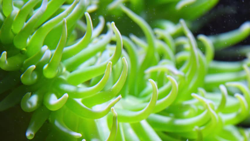Close-up of a Giant Green Anemone (Anthopleura xanthogrammica) inhabiting coastal marine ecosystems, with highly detailed tentacles gently swaying in the water current. Its vivid neon-green coloration is associated with the presence of specific fluorescent proteins and symbiotic algae. The footage highlights the texture and bioluminescent-like visual effect of this marine invertebrate against a contrasting dark background.