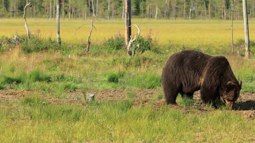 Wild grizzly bear searching for food, grassy swamp landscape.