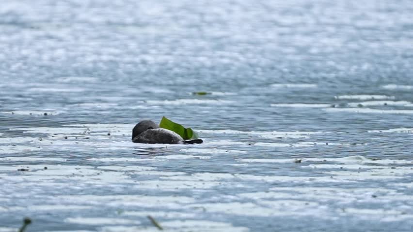 Wildlife video of a pied-billed grebe floating among lily pads in a freshwater wetland. The bird performs natural grooming behaviour, preening and cleaning its feathers while drifting on calm water. A nearby raised lily pad adds visual interest to the scene, while a light breeze gently moves the surrounding vegetation. No audio.