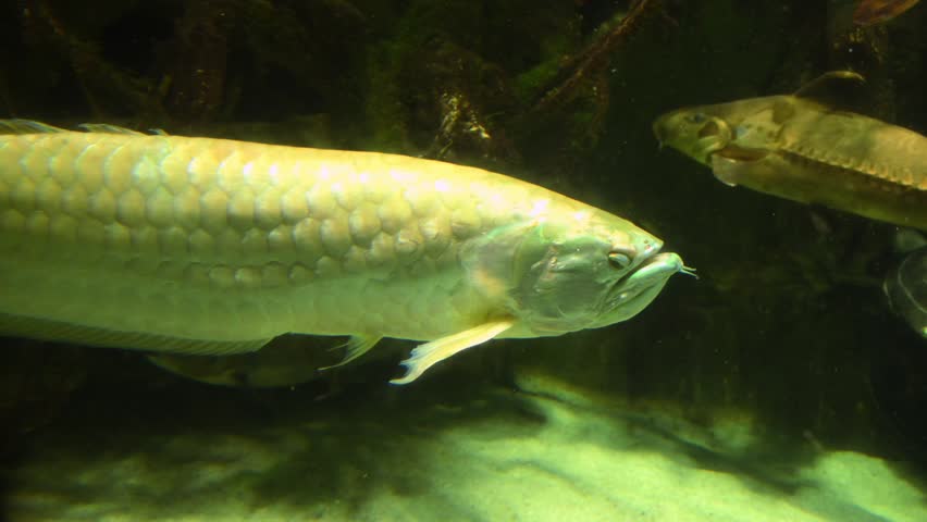 Silver Arowana (Osteoglossum bicirrhosum): A large, freshwater fish native to the Amazon River basin known for its elongated body and metallic silver scales. Predatory Behavior: Known as "monkey fish" for their ability to leap out of the water to catch prey such as insects and small animals.
