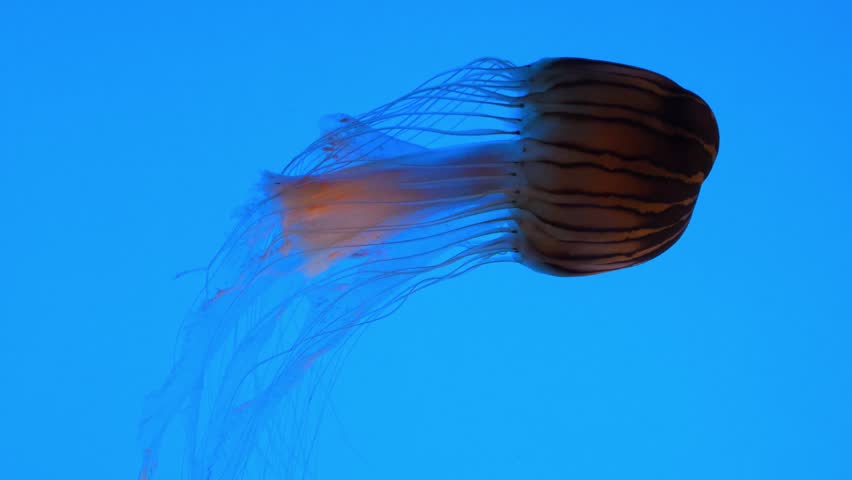 These gelatinous marine animals are Pacific Sea Nettles (Chrysaora fuscescens), characterized by their golden-brown bells and long, maroon tentacles. They are a medium-sized species of "true jellyfish" often found in coastal zones worldwide. While beautiful, they possess stinging cells within their tentacles used to capture prey.