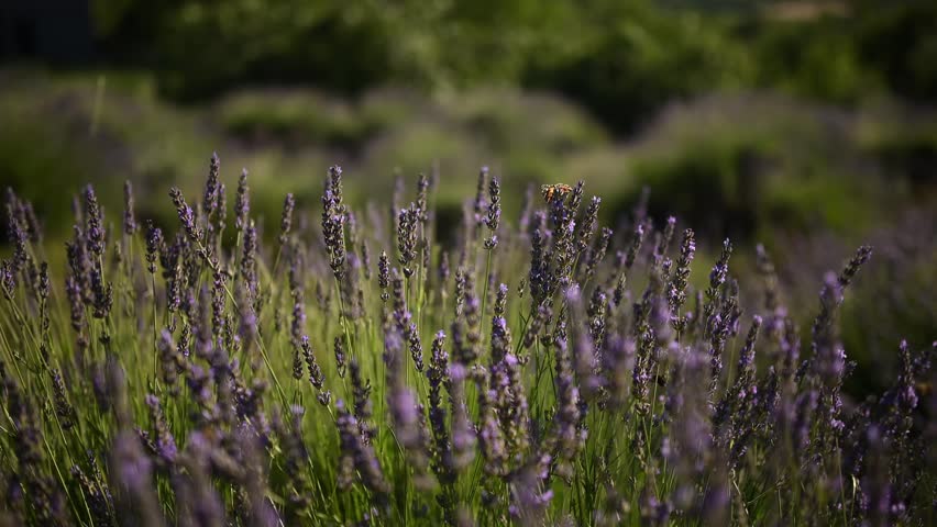 Beautiful purple lavender field with bees and butterflies flying around pollinating the flowers. Fragrant plants swaying in a gentle breeze