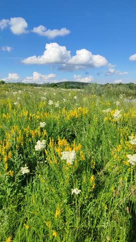 Yellow wildflowers blooming in a sunny meadow under a blue sky with fluffy white clouds. Rural landscape with summer greenery. Seasonal nature scenic view.