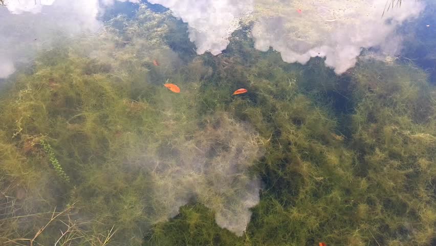 Clear pond water with reflection of clouds and green aquatic plants