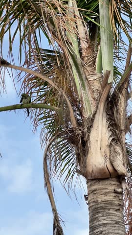 Small birds sit on branches of palm trees under a blue sky near the beach during daylight. They move around as they interact with each other.