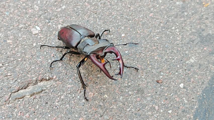 Male stag beetle walking on gray asphalt pavement