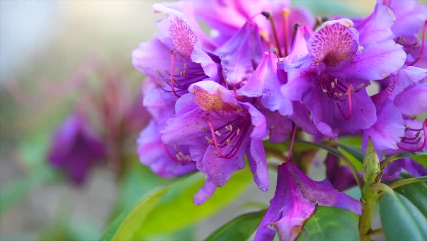 Rhododendron flower, blooming rhododendron Ponticum, Catawbiense. Rhododendron blossom close up. Purple flowers blooming shrub. Flowers of bright colors, closeup. Slow motion. 