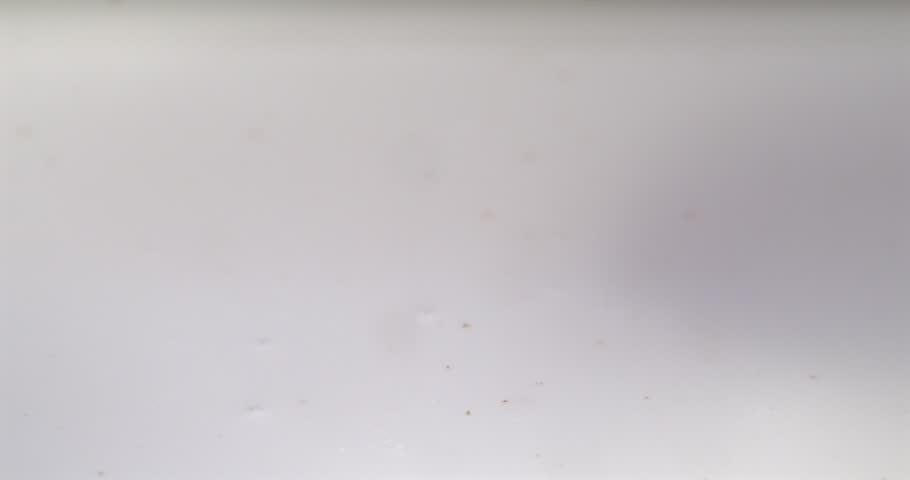 Chocolate chip cookie splashing into milk in super slow motion 1000 fps