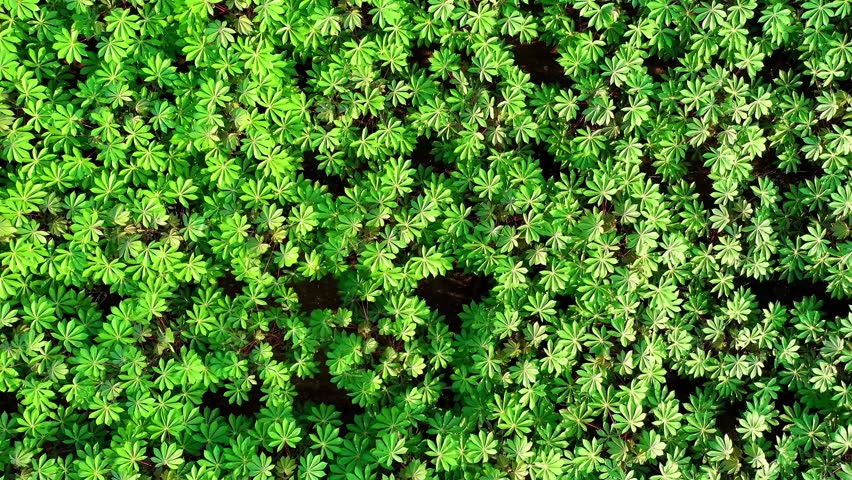 Top-down aerial view of dense green forest canopy with rich natural vegetation.