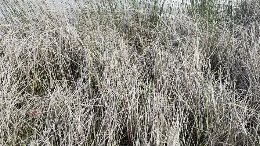 Waves rolling on the sea. Dry and green grass along the seashore. Panorama from dry grass to the sea