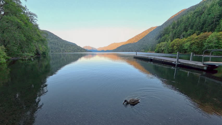 Duck on Lake Crescent in Olympic National Park