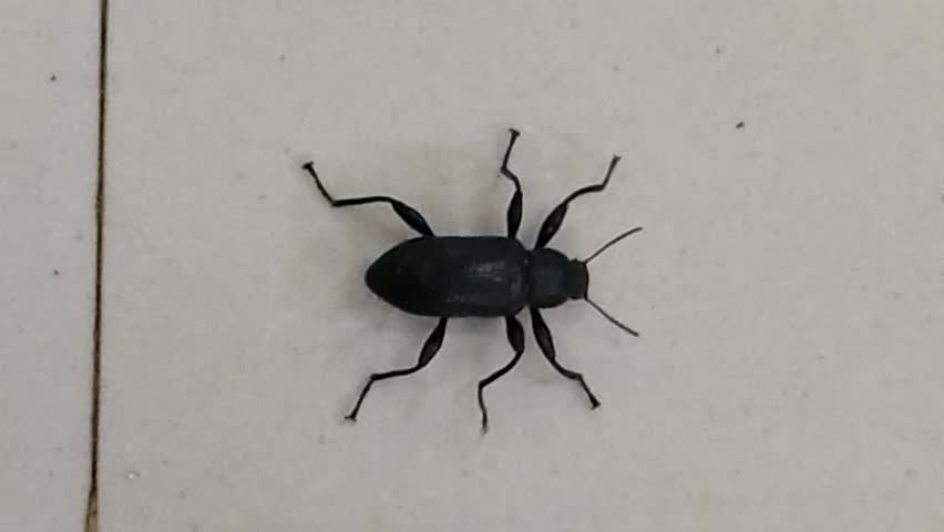 Black beetle crawling across a clean white surface, overhead macro shot