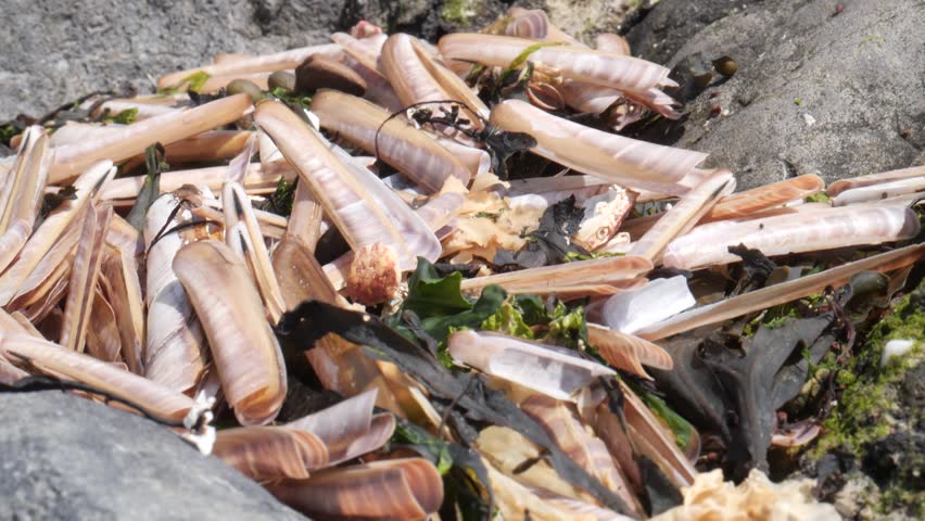 American razor clams at the beach