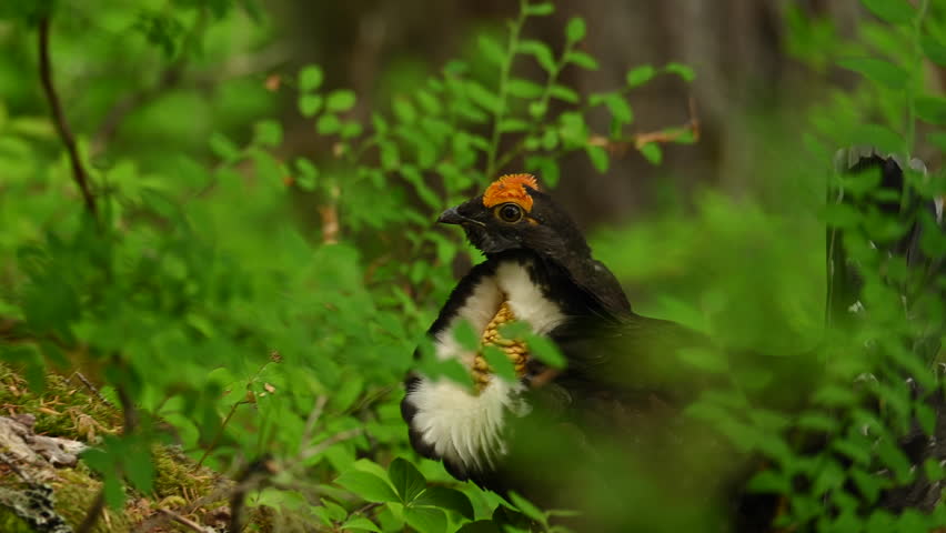 Following Grouse in Forest in Olympic National Park