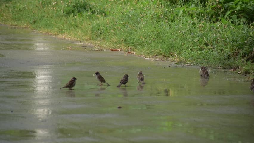 Several small brown birds playing on the ground during the rain. Eurasian Tree Sparrow. Birds that thrive in the city, Maya. Birds and puddle. Cute and playful birds. 