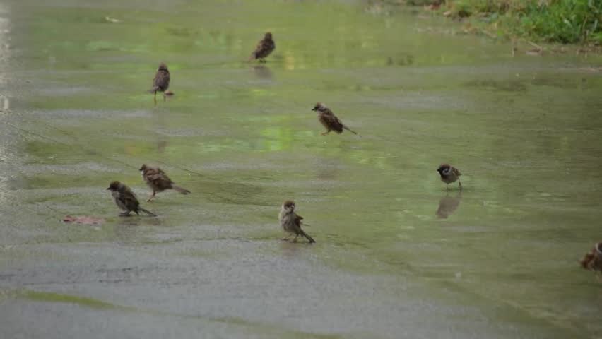 Several small brown birds playing on the ground during the rain. Eurasian Tree Sparrow. Birds that thrive in the city, Maya. Birds and puddle. Cute and playful birds. 