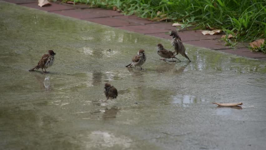 Several small brown birds playing on the ground during the rain. Eurasian Tree Sparrow. Birds that thrive in the city, Maya. Birds and puddle. Cute and playful birds. 