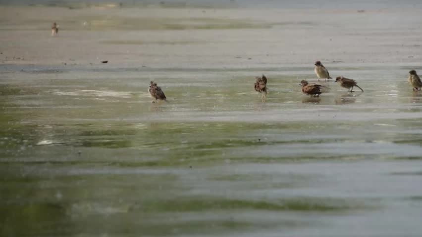 Several small brown birds playing on the ground during the rain. Eurasian Tree Sparrow. Birds that thrive in the city, Maya. Birds and puddle. Cute and playful birds. 